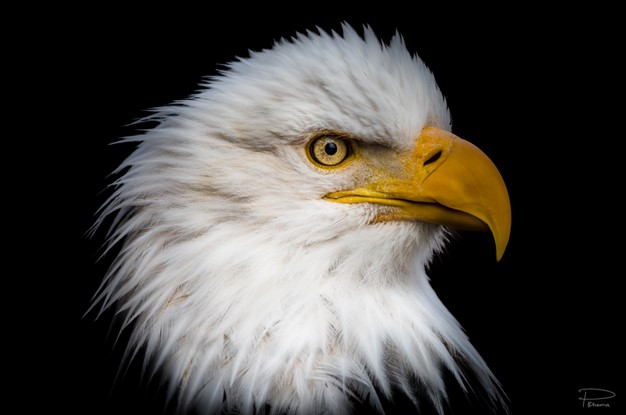 Figure 11: Bald eagle. Note eye is in sharp focus.