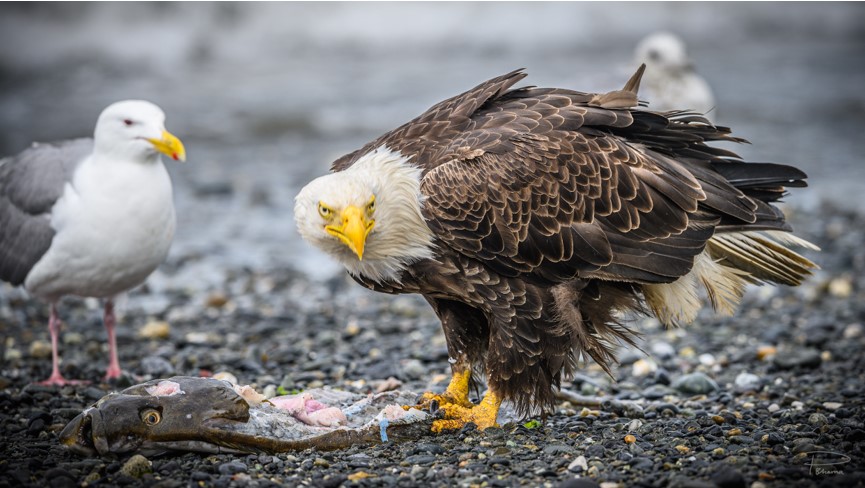 Figure 12: Bald eagle. Note the sharp focus on the fish eye, and lack of sharp focus on the eye of the bald eagle. This makes the image unpleasant to look at, and confuses the viewer as to the subject of the photo.