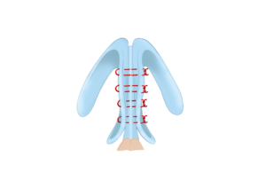 Illustrations demonstrating the placement of sutures from worm’s-eye view.