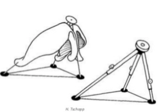 Figure 1: Anderson tripod theory with corresponding limbs. This theory explains the nasal tip supporting mechanisms. Anatomically the two alar cartilages form a functional tripod that supports the nasal tip. The right
and left lateral crura comprise the two legs of the tripod, while the two conjoined medial crura forms the third leg. (Figure from International Course on Modern Rhinoplasty Techniques, European Academy of Facial Plastic Surgery 2017).