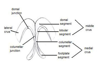 Anatomy of the Nasal Tip