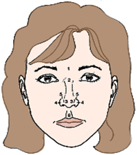 Nasal Anatomy Frontal