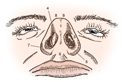 Nasal Anatomy Base