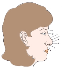 Nasal Anatomy Lateral