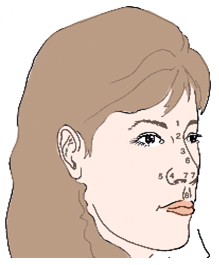 Nasal Anatomy Oblique