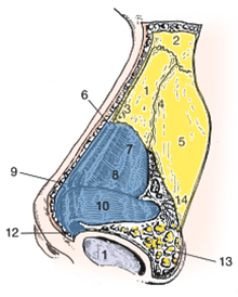 Nasal Anatomy Oblique 2