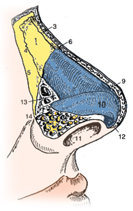 Nasal Anatomy Lateral