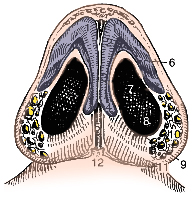 Nasal Anatomy Base
