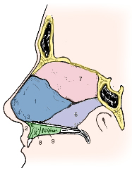 Nasal Anatomy Septum