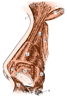 Nasal Anatomy Musculature