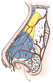 Nasal Anatomy Vasculature