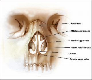 surgical treatment of nasal obstruction in rhinoplasty anatomy of the nose