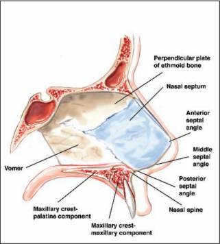 Nose Diagram Rhinoplasty Image collections - How To Guide 