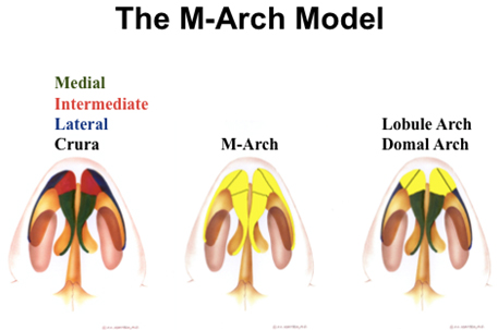 The M-Arch Model: The M-Arch is comprised of the medial, intermediate, and lateral crura